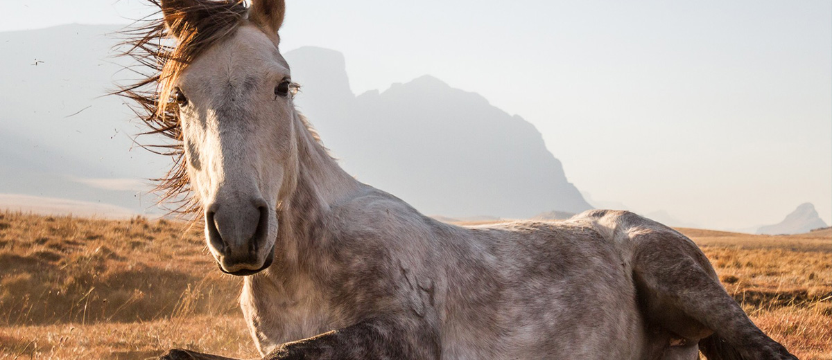 Dit zijn de winnaars van de National Geographic Traveler's Photo Contest 2014