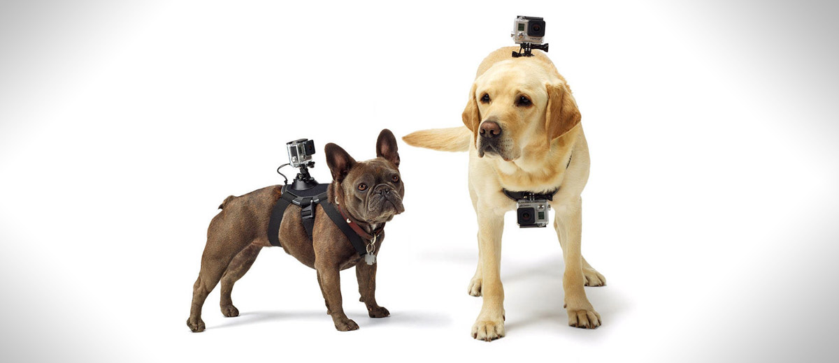 GoPro Fetch Mount: het beste idee ooit!